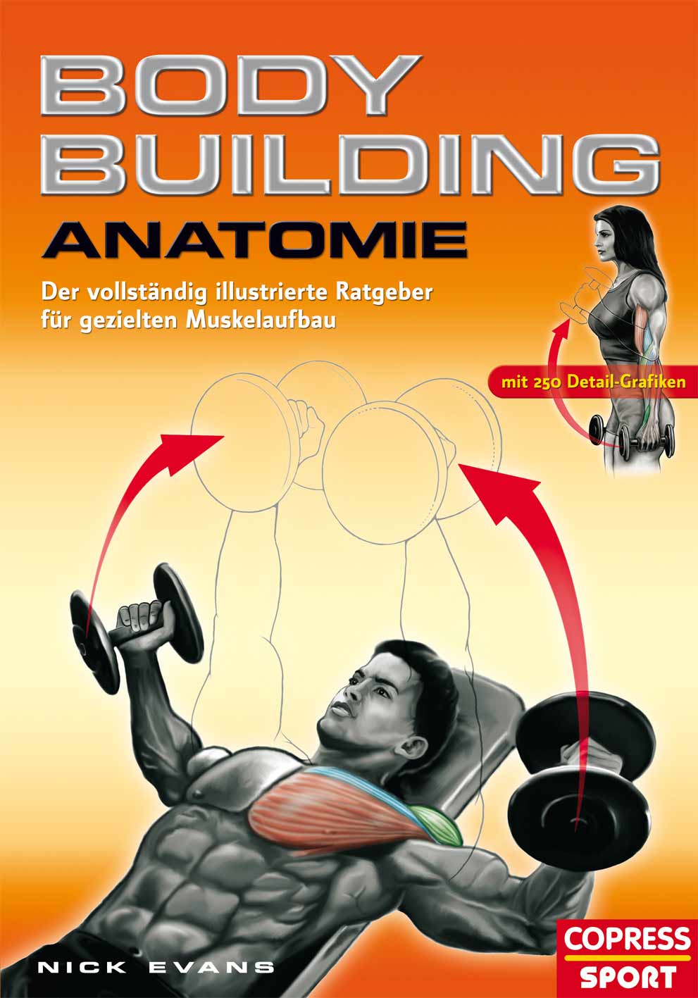 Bodybuilding Anatomie